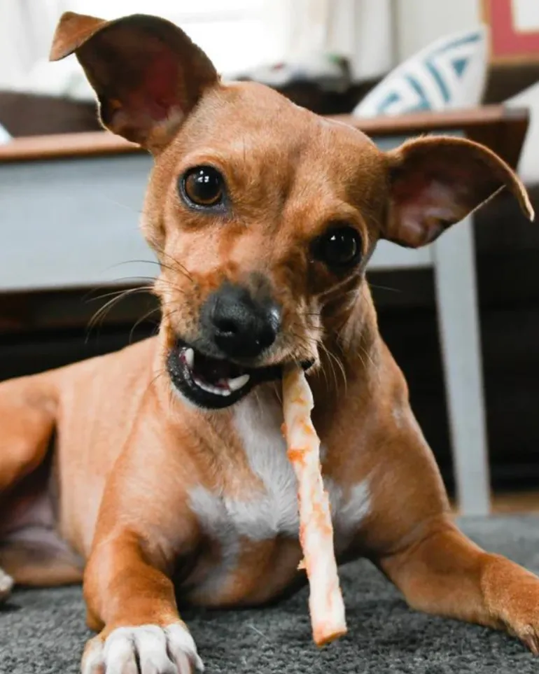 No-Hide Wholesome Dog Chew in Beef