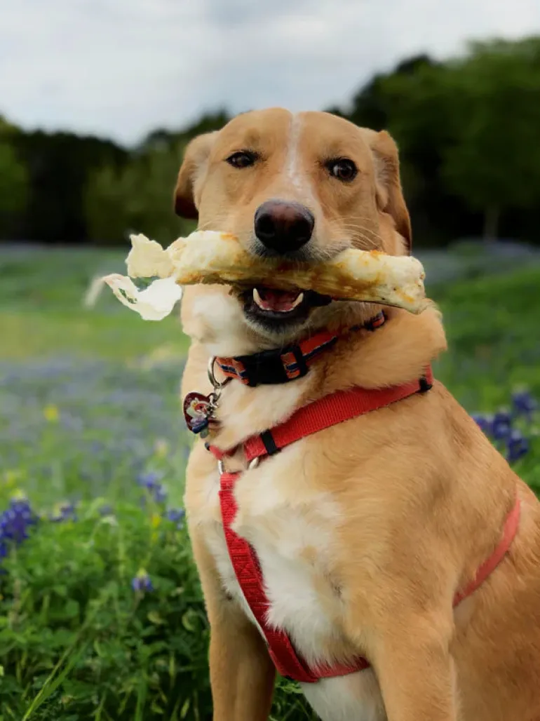 No-Hide Wholesome Dog Chew in Chicken