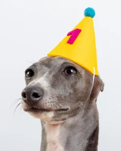 Numbered Pawty Hat (Made in the USA)