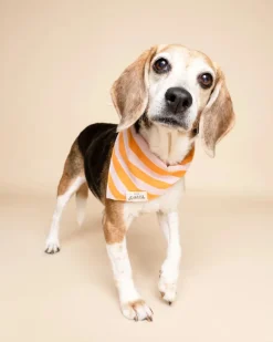 Nusa Striped Dog Bandana (FINAL SALE)