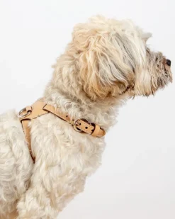 Nuvola Leather Dog Harness in Vanilla (Made in Italy)