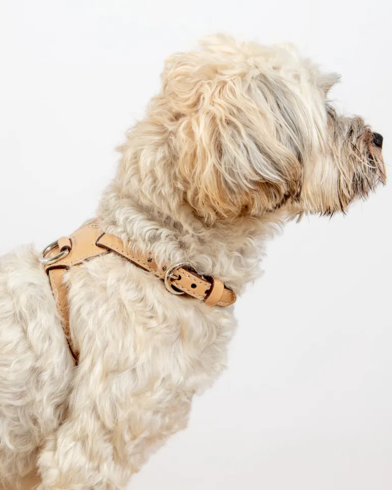Nuvola Leather Dog Harness in Vanilla (Made in Italy)
