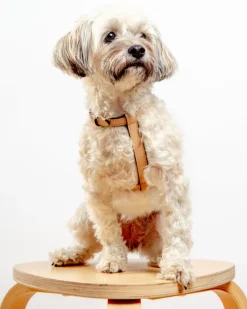 Nuvola Leather Dog Harness in Vanilla (Made in Italy)