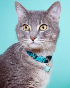Nylon Breakaway Cat Collar w/ Bell (Made in the USA)