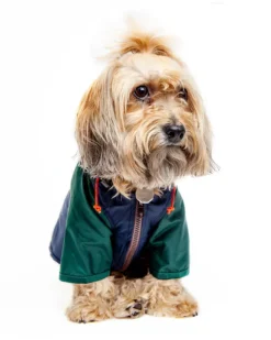 Nylon Colorblock Dog Rainbreaker in Hunter Green & Navy (Exclusive to DOG & CO.)
