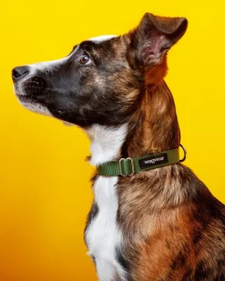 Nylon Metropolitan Collar in Olive Green (Made in the USA)