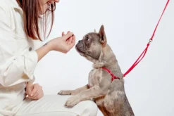 Nylon Step-In Adjustable Dog Harness in Red (Made in the USA)