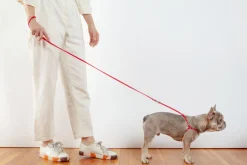 Nylon Step-In Adjustable Dog Harness in Red (Made in the USA)