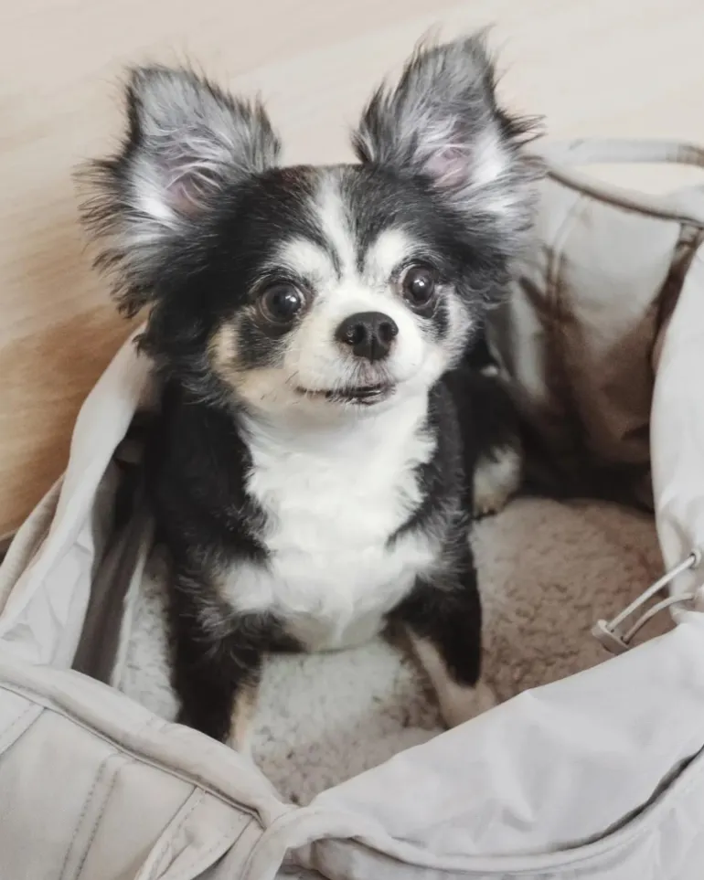 Olla Petite Pet Crossbody Bag