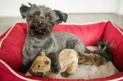 Peanut the Squirrel Squeaky Dog Plush Toy