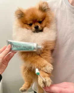 Puppy Polish Dog Toothpaste in Filet Mignon Flavor (Beef)