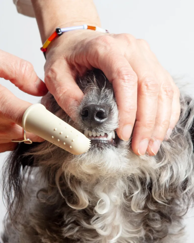 Puppy Polisher Finger Dog Toothbrush