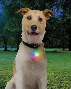 Rechargeable Dog Collar Light in Disc-O-Tech