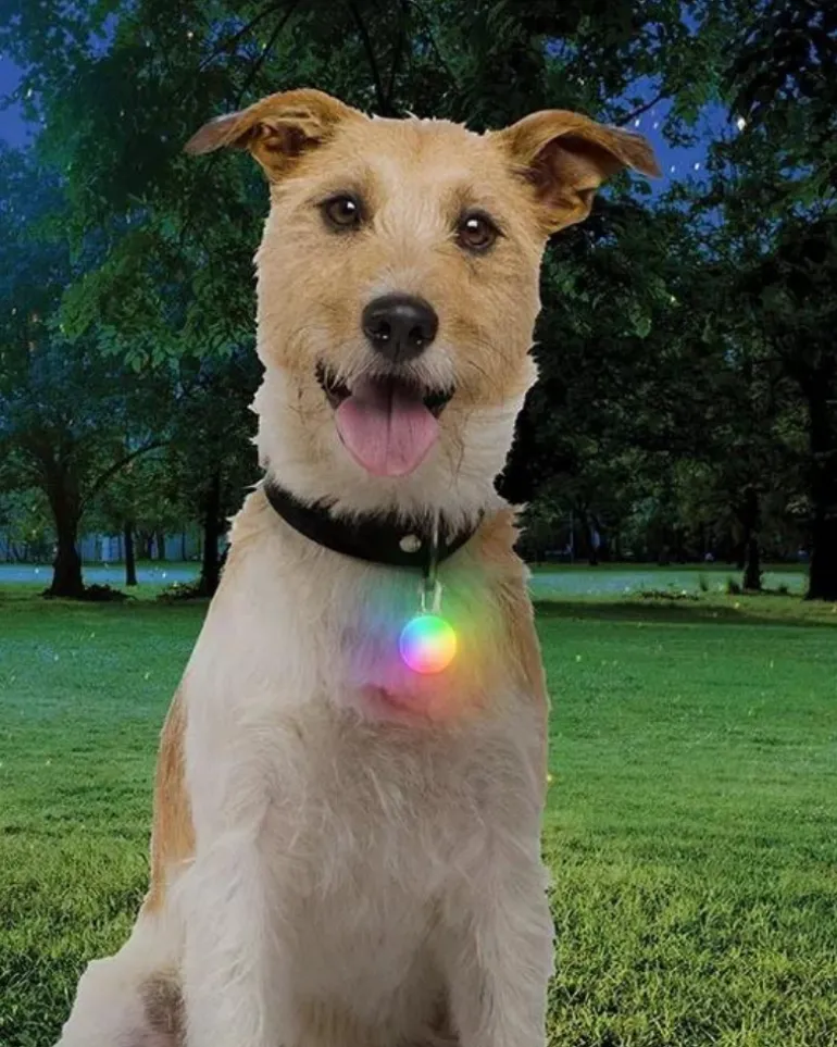 Rechargeable Dog Collar Light in Disc-O-Tech