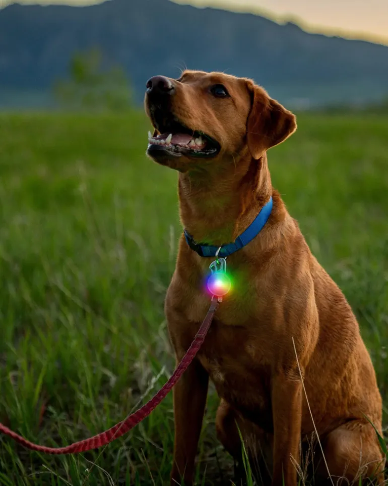 Rechargeable Dog Collar Light in Disc-O-Tech