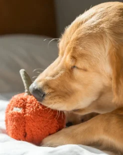 Red Pepper Enrichment Snuffle Dog Toy
