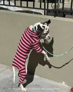 Ribbed Dog Onesie in Cheshire