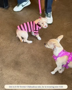 Ribbed Dog Shirt in Cheshire