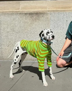 Ribbed Dog Shirt in Fresh Grass
