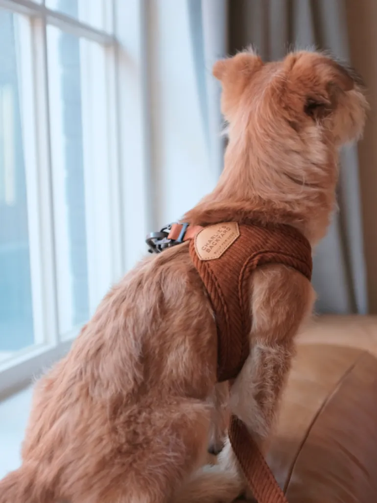 "Roy" Corduroy Buckle Up Easy Dog Harness in Caramel