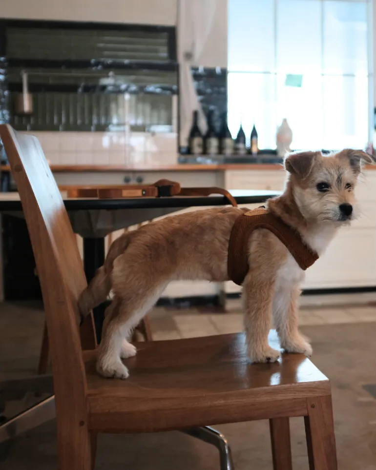 "Roy" Corduroy Buckle Up Easy Dog Harness in Caramel