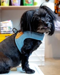 "Roy" Corduroy Buckle Up Easy Dog Harness in Baby Blue
