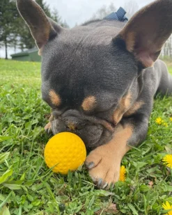 Rubber Floating Dog Ball Toy