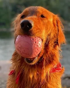 Rubber Floating Dog Ball Toy