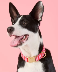 Scallop Stripe Dog Collar