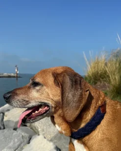 Seaside Cotton Woven Rope Dog Collar in Navy