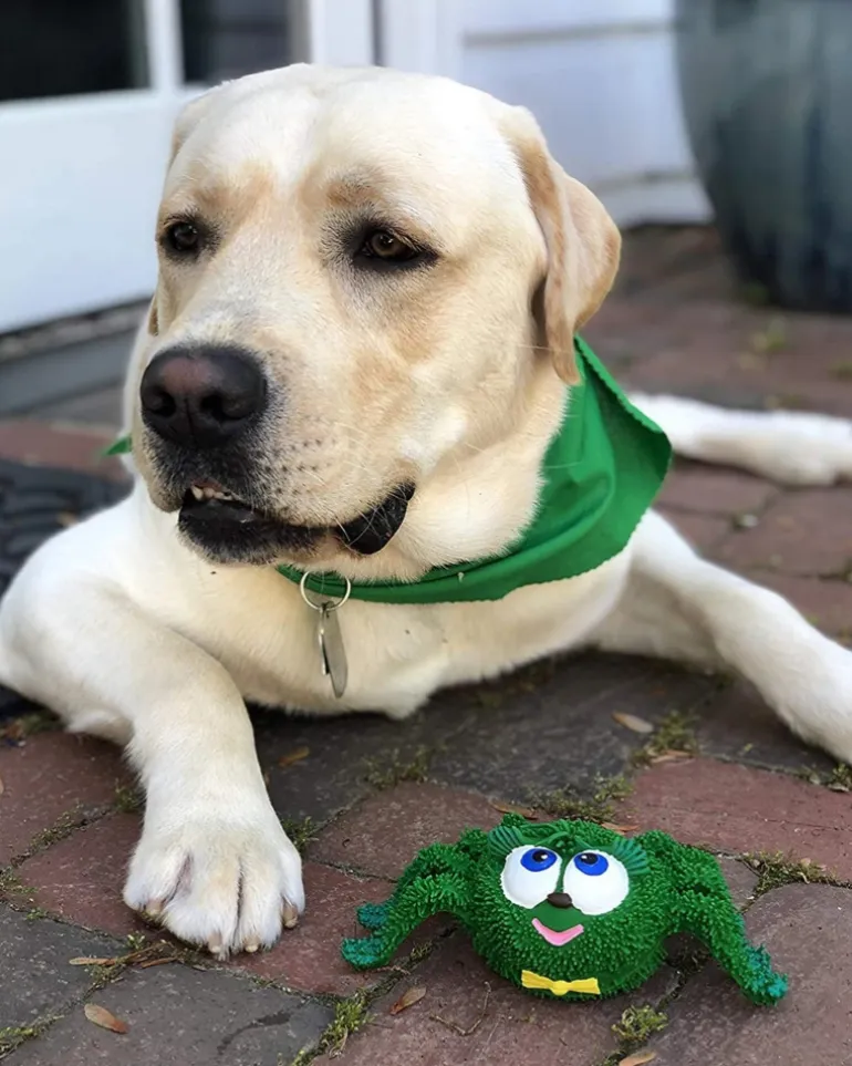 Sensory Spider Rubber Squeaky Dog Toy