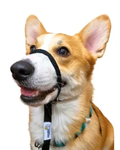 Sidekick Transitional No-Pull Leash