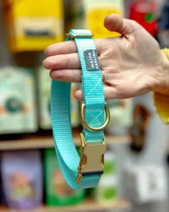 Side-Release Buckle Dog Collar in Aqua (Made in the USA) (FINAL SALE)