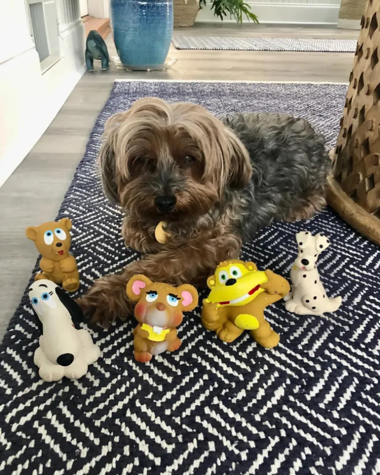 Silly Latex Dog Toys (6-Pack)