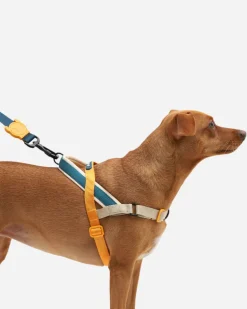 SofterWalk No-Pull Dog Harness in Voyage