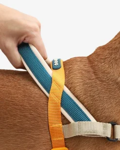 SofterWalk No-Pull Dog Harness in Voyage