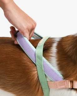 SofterWalk No-Pull Dog Harness in Peach