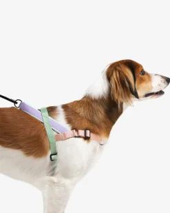 SofterWalk No-Pull Dog Harness in Peach