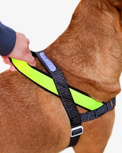 SofterWalk No-Pull Dog Harness in Reflective Nox