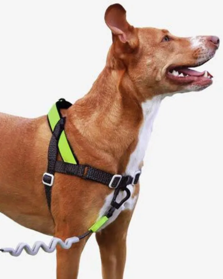 SofterWalk No-Pull Dog Harness in Reflective Nox