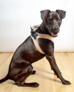 Soft Fabric Step-In Dog Harness in Sandstone