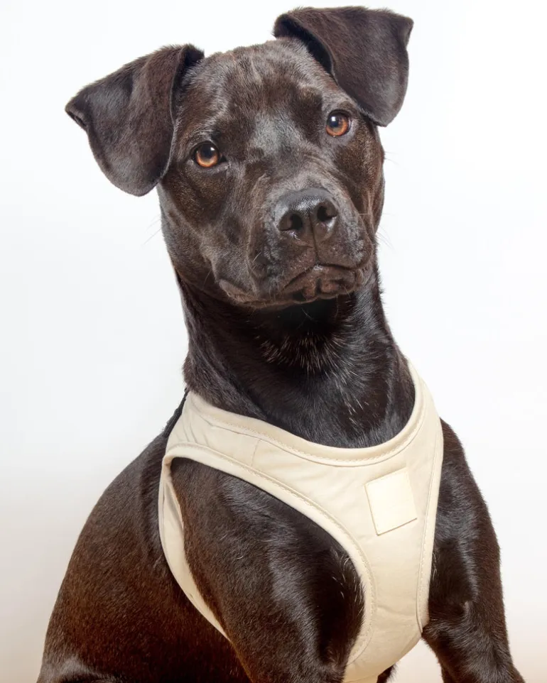 Soft Fabric Step-In Dog Harness in Sandstone