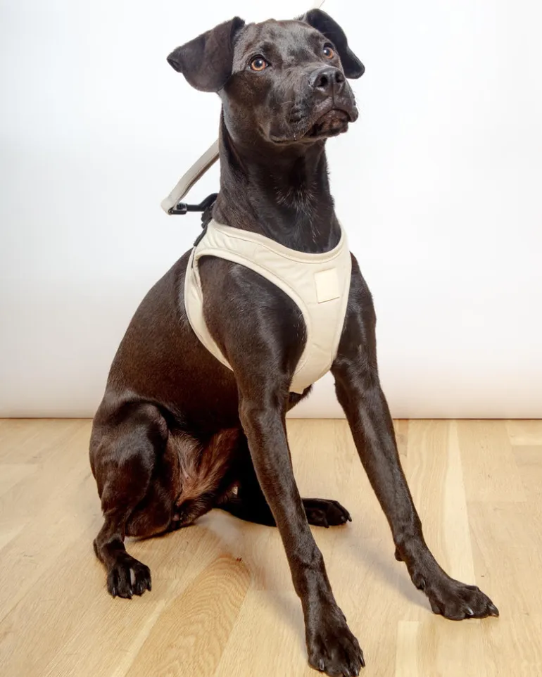 Soft Fabric Step-In Dog Harness in Sandstone