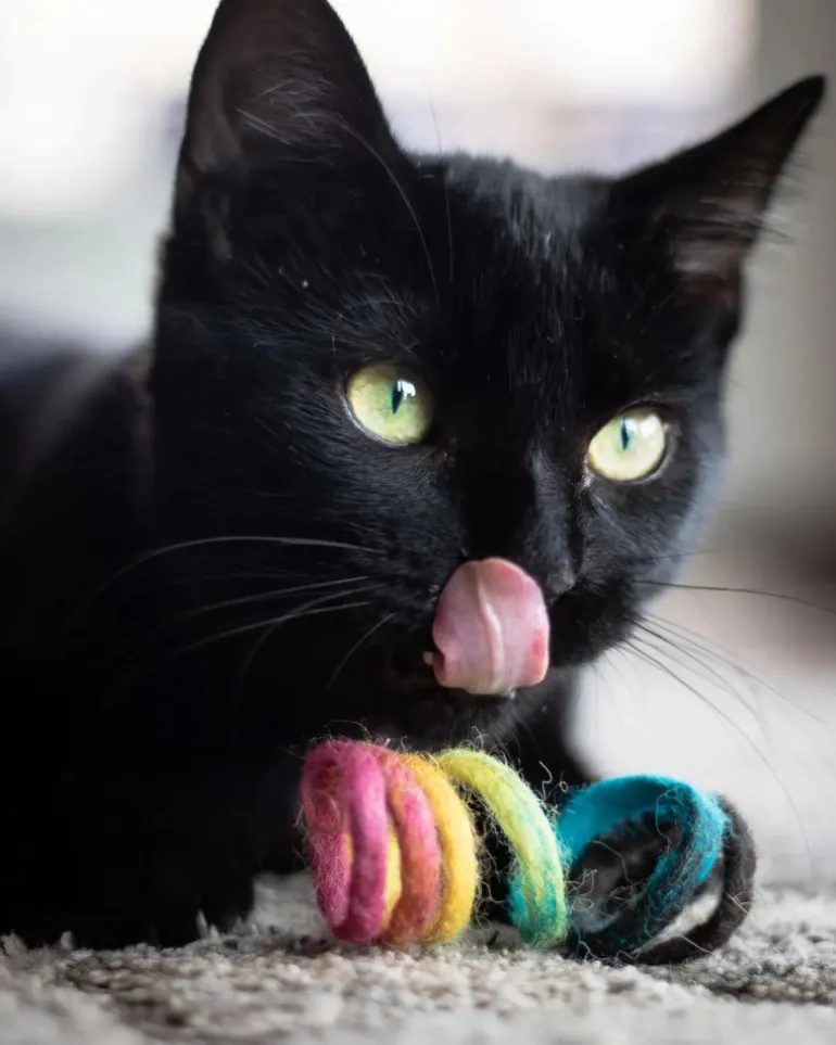 Spring Wool Cat Toy