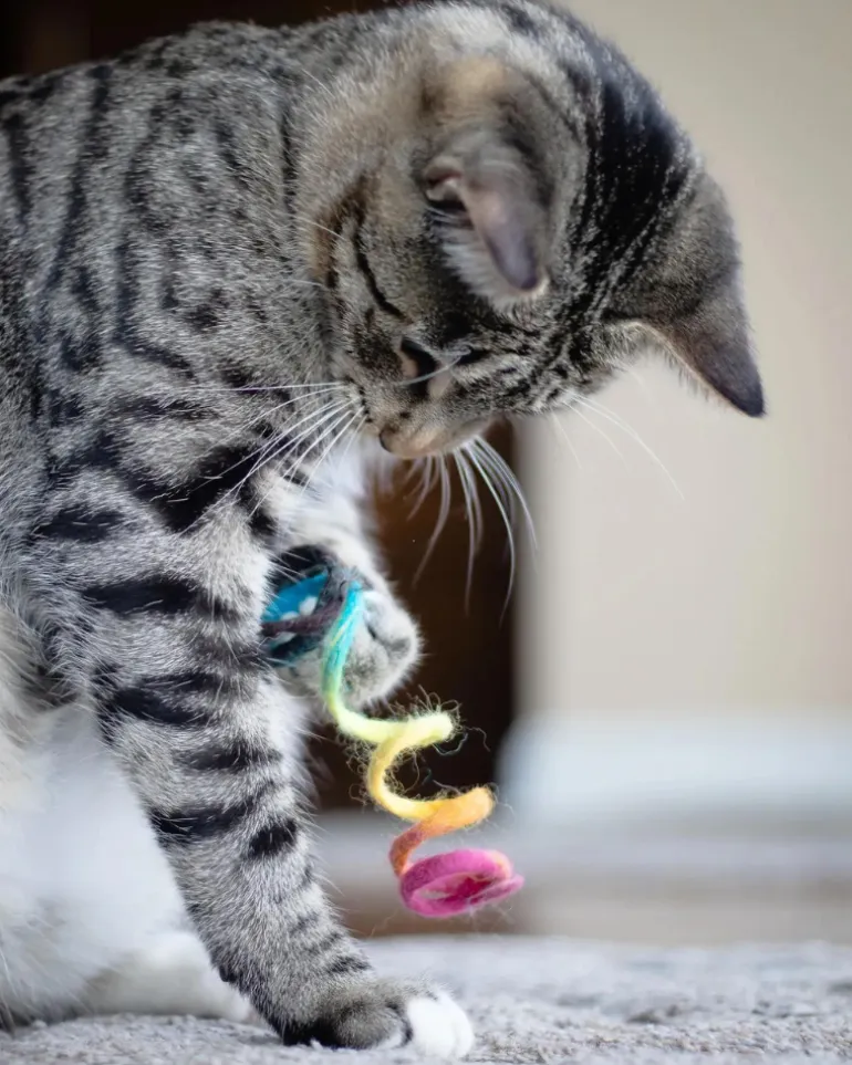 Spring Wool Cat Toy