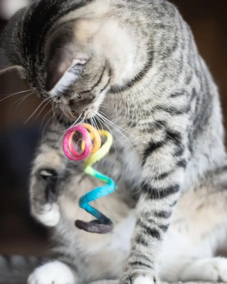 Spring Wool Cat Toy