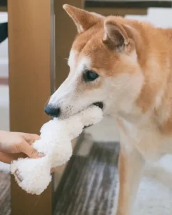 Squiggle Crinkle Plush Dog Toy