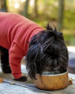Stainless Steel Dog Bowl in Teakwood