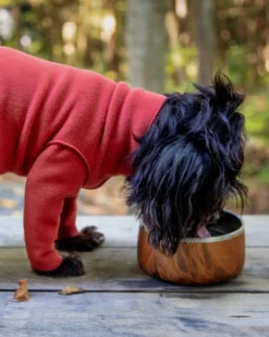 Stainless Steel Dog Bowl in Teakwood
