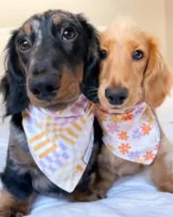 Stay Groovy Dog Bandana (Made in the USA) (FINAL SALE)